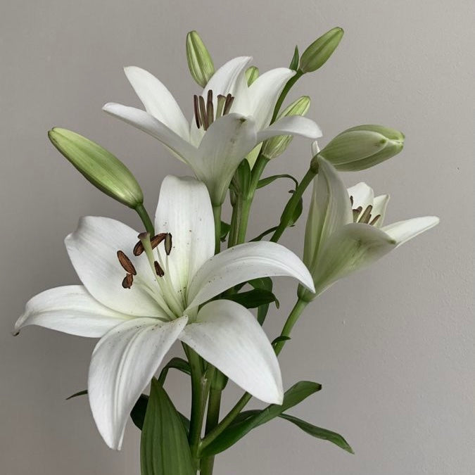 ORIENTAL LILIUMS