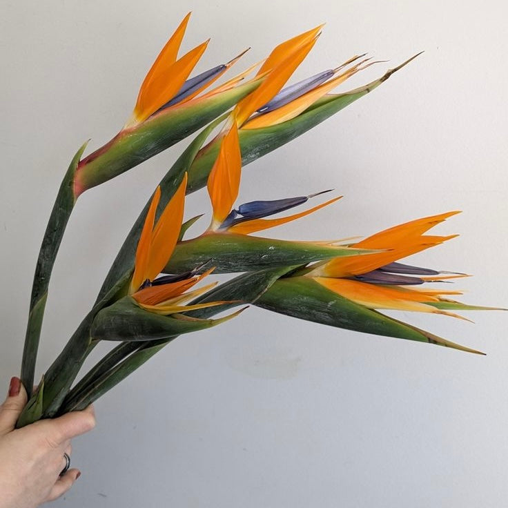 BIRD OF PARADISE