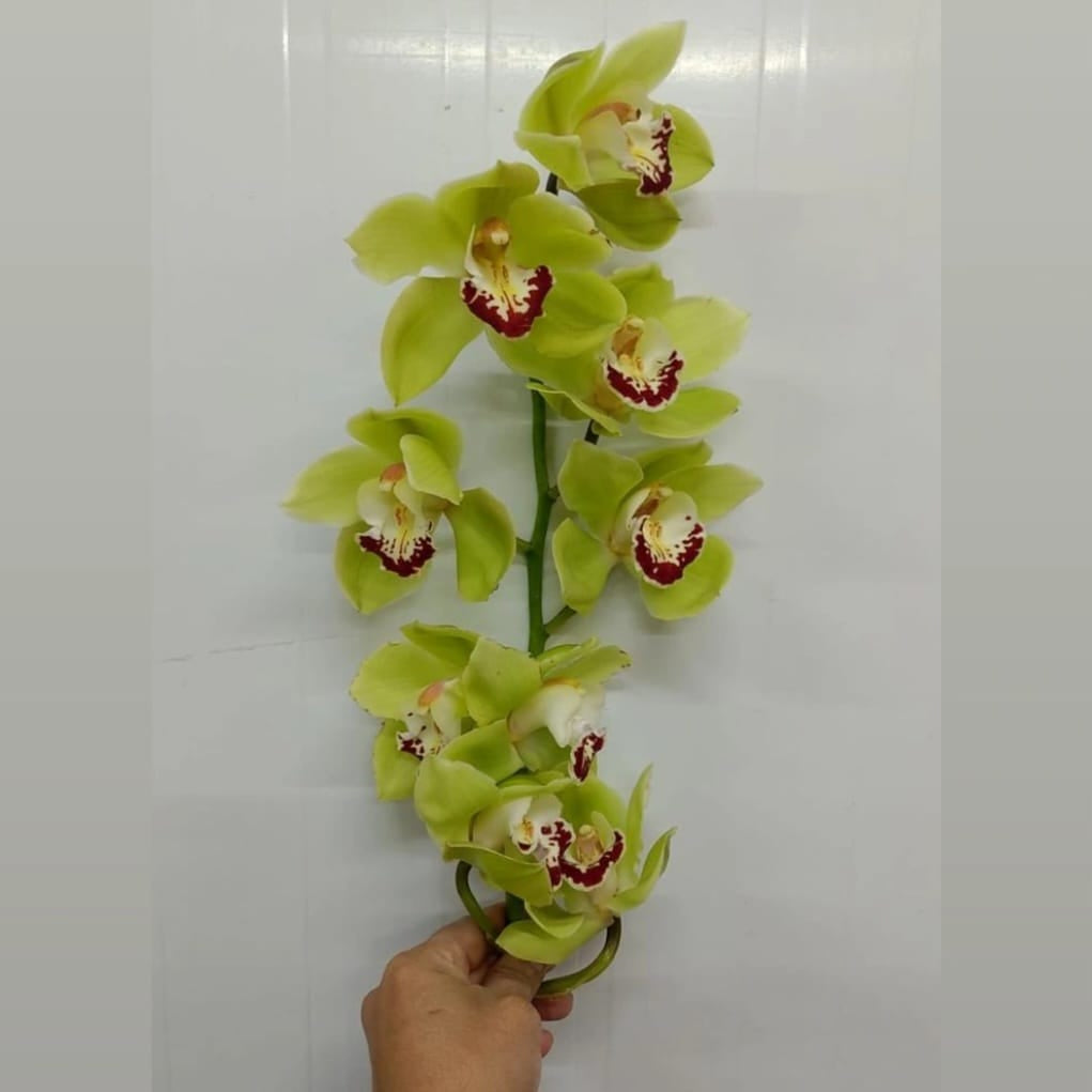 CYMBIDIUM ORCHID