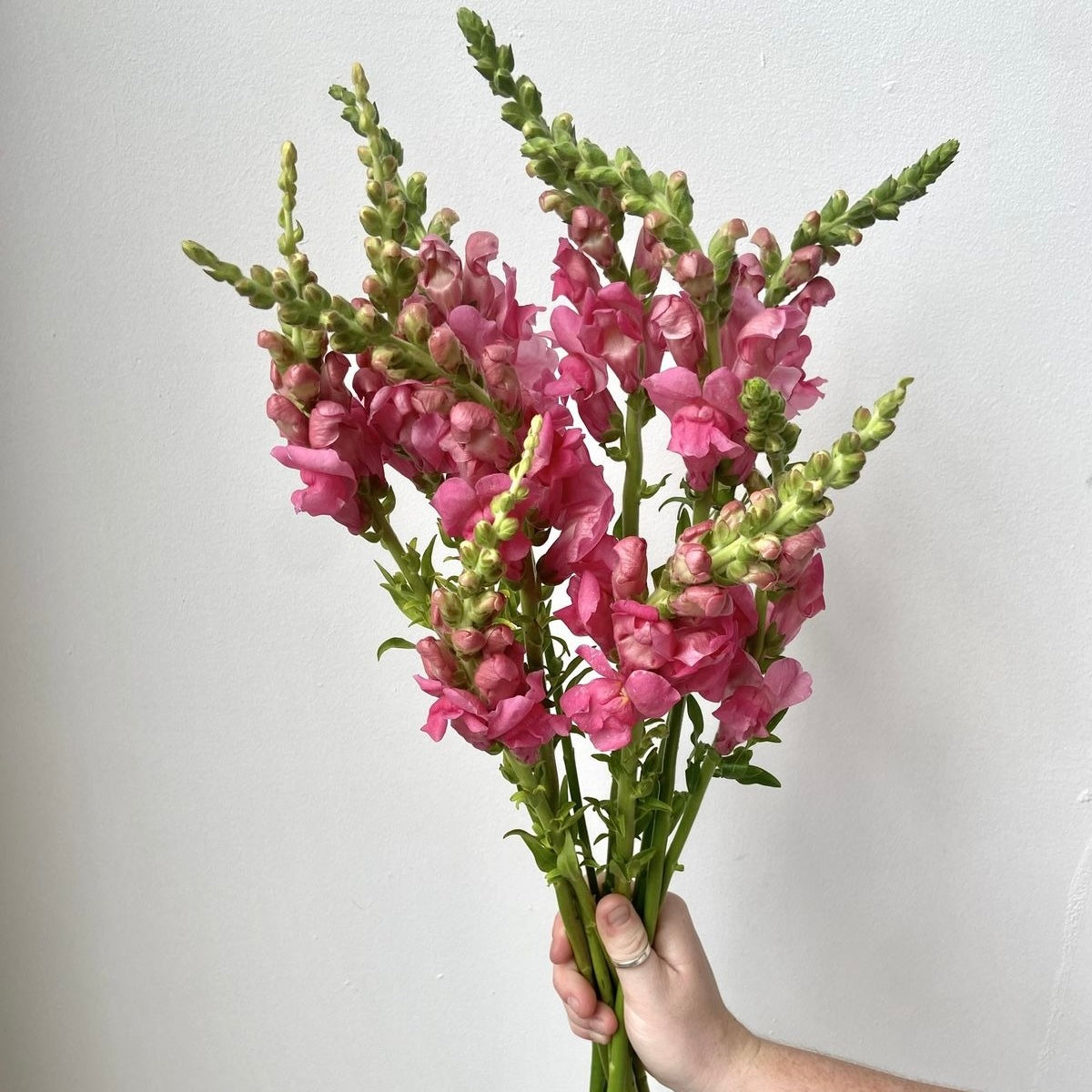 SNAPDRAGON