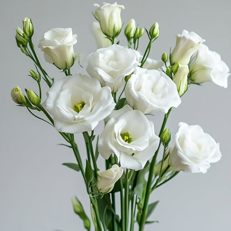 EUSTOMA