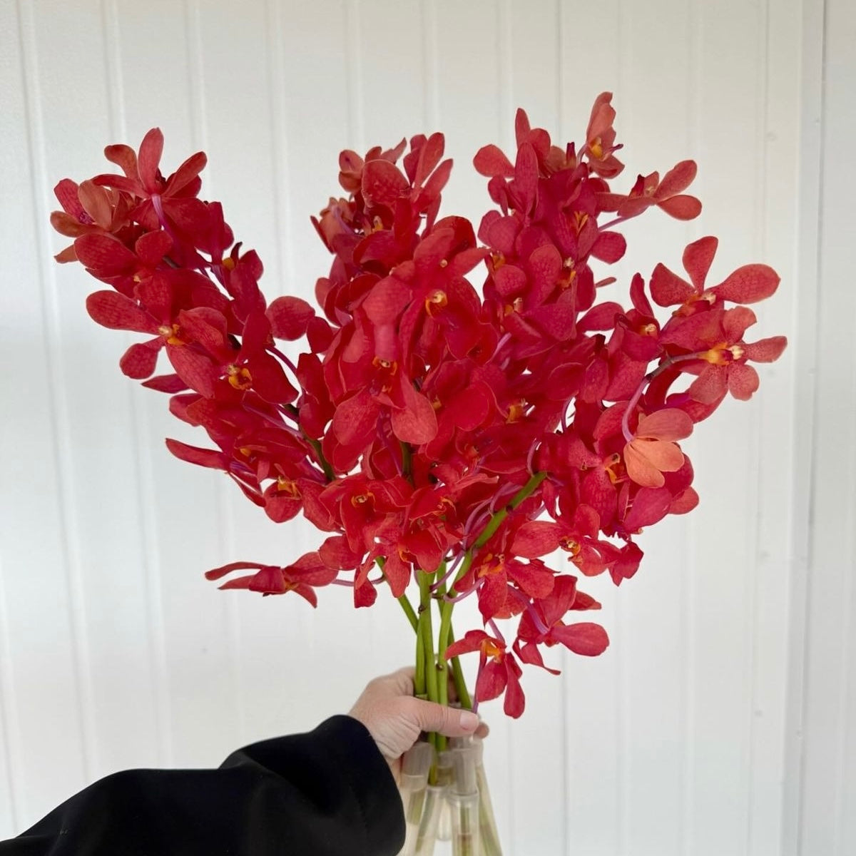 MOCCARA ORCHID