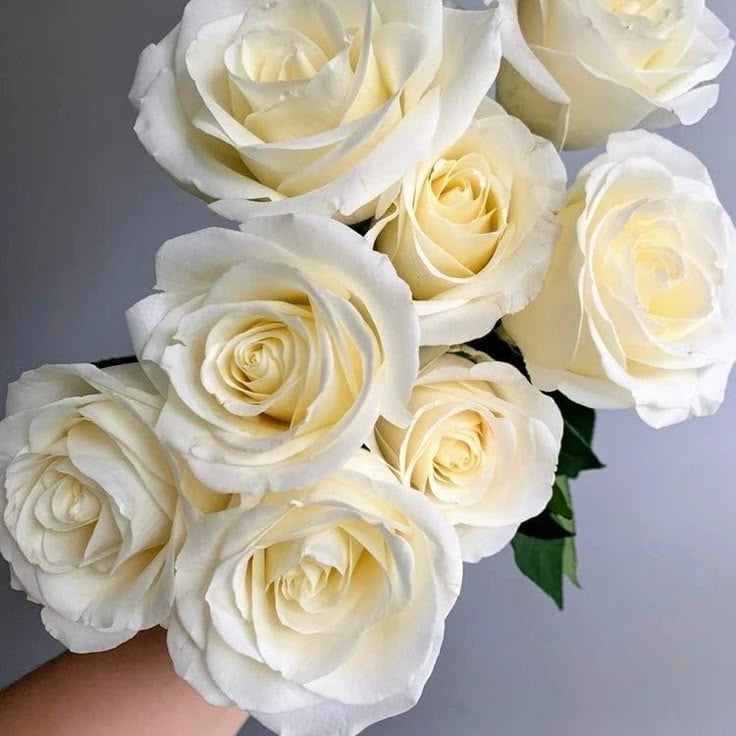 ROSES