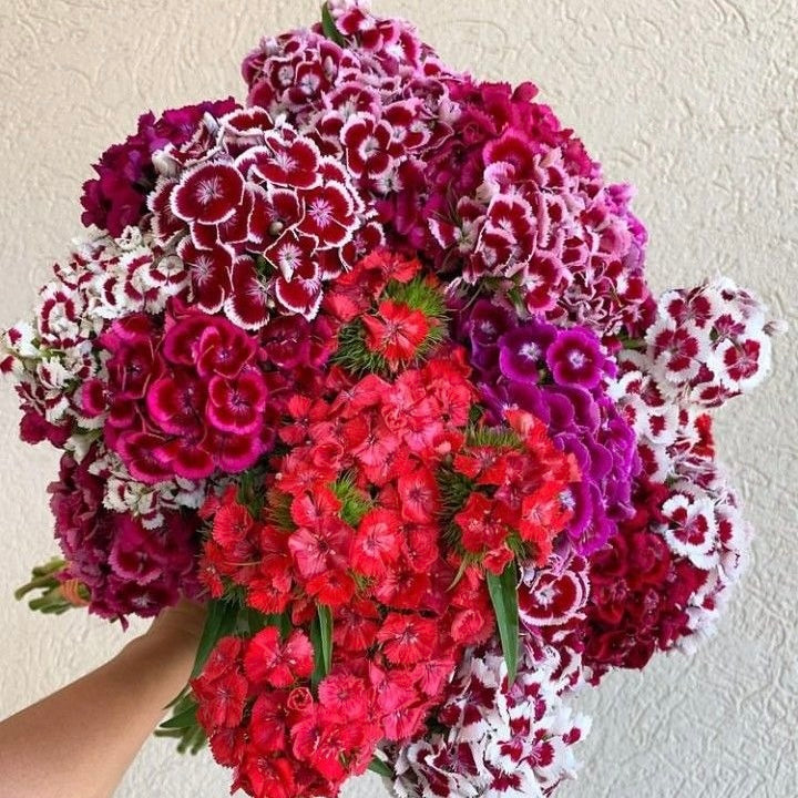 SWEET WILLIAM
