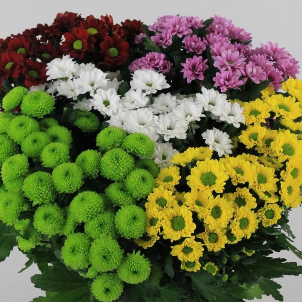 CHRYSANTHEMUM
