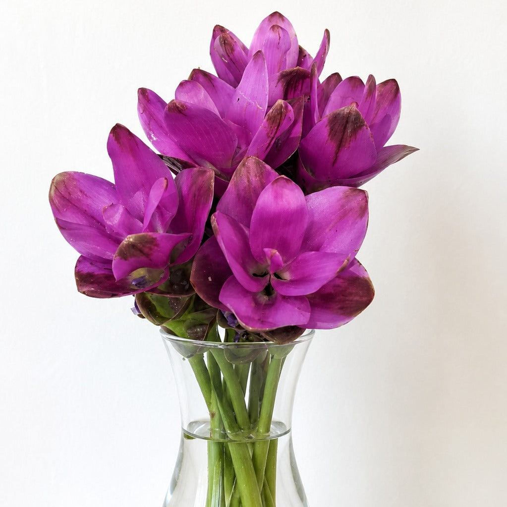 CURCUMA