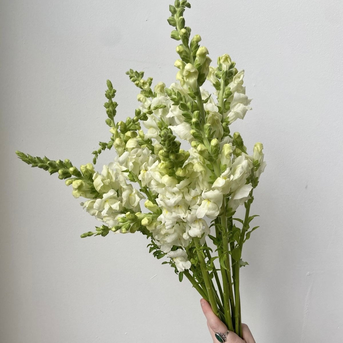 SNAPDRAGON